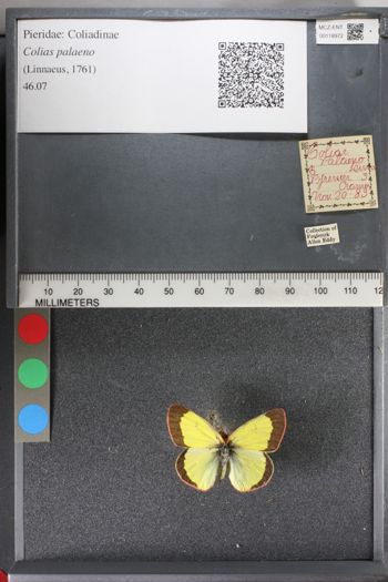 Media type: image;   Entomology 118972